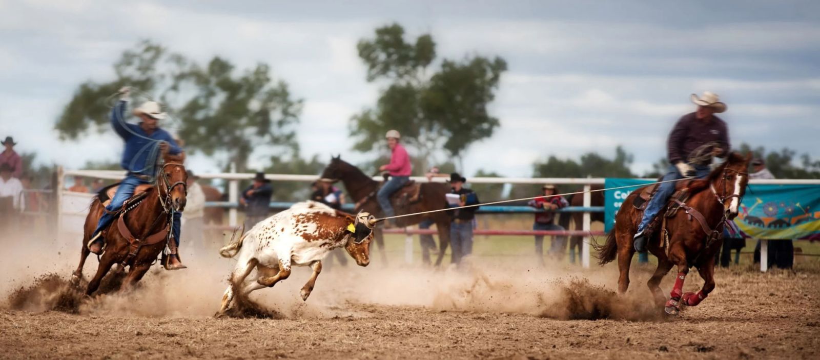 Panoramic view of a thrilling Wickenburg, Arizona rodeo, featuring skilled ropers capturing a bull in intense Western action.