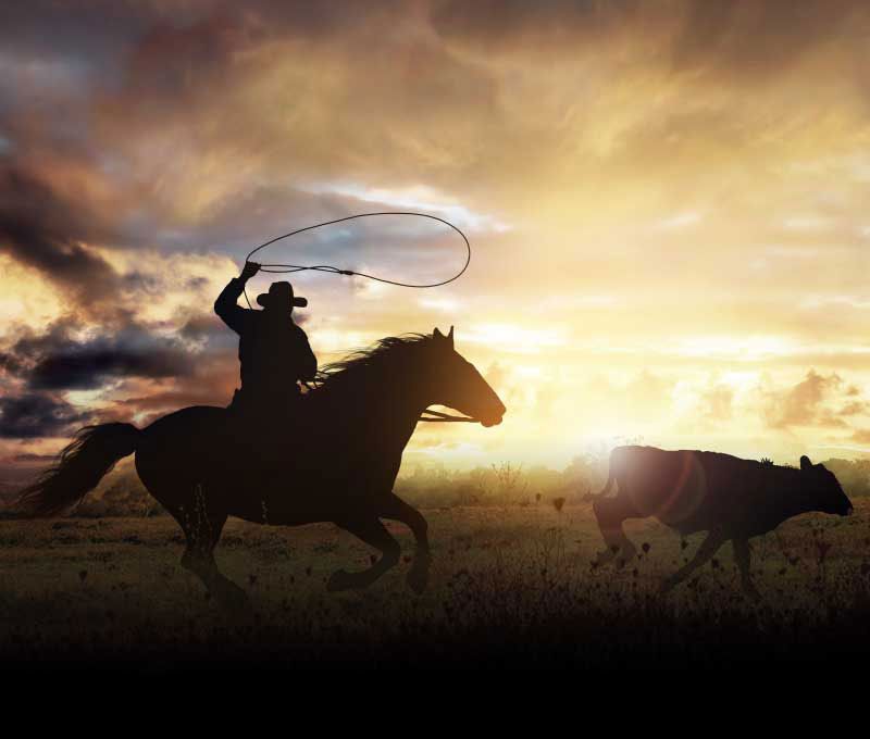 A cowboy and his horse are silhouetted by a picturesque golden sunset in the background as he expertly throws a lasso, attempting to catch a running calf on the ranch.
