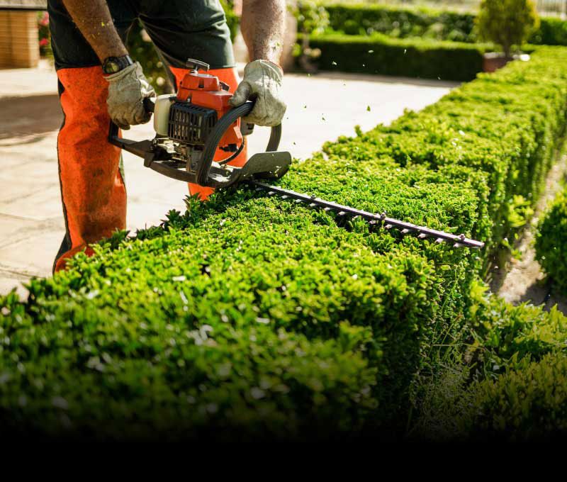 A landscaper is using a hedge trimmer to maintain the squared off shape of a bush.